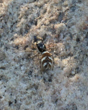 Image of Zebra spider