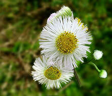 Image of Philadelphia fleabane