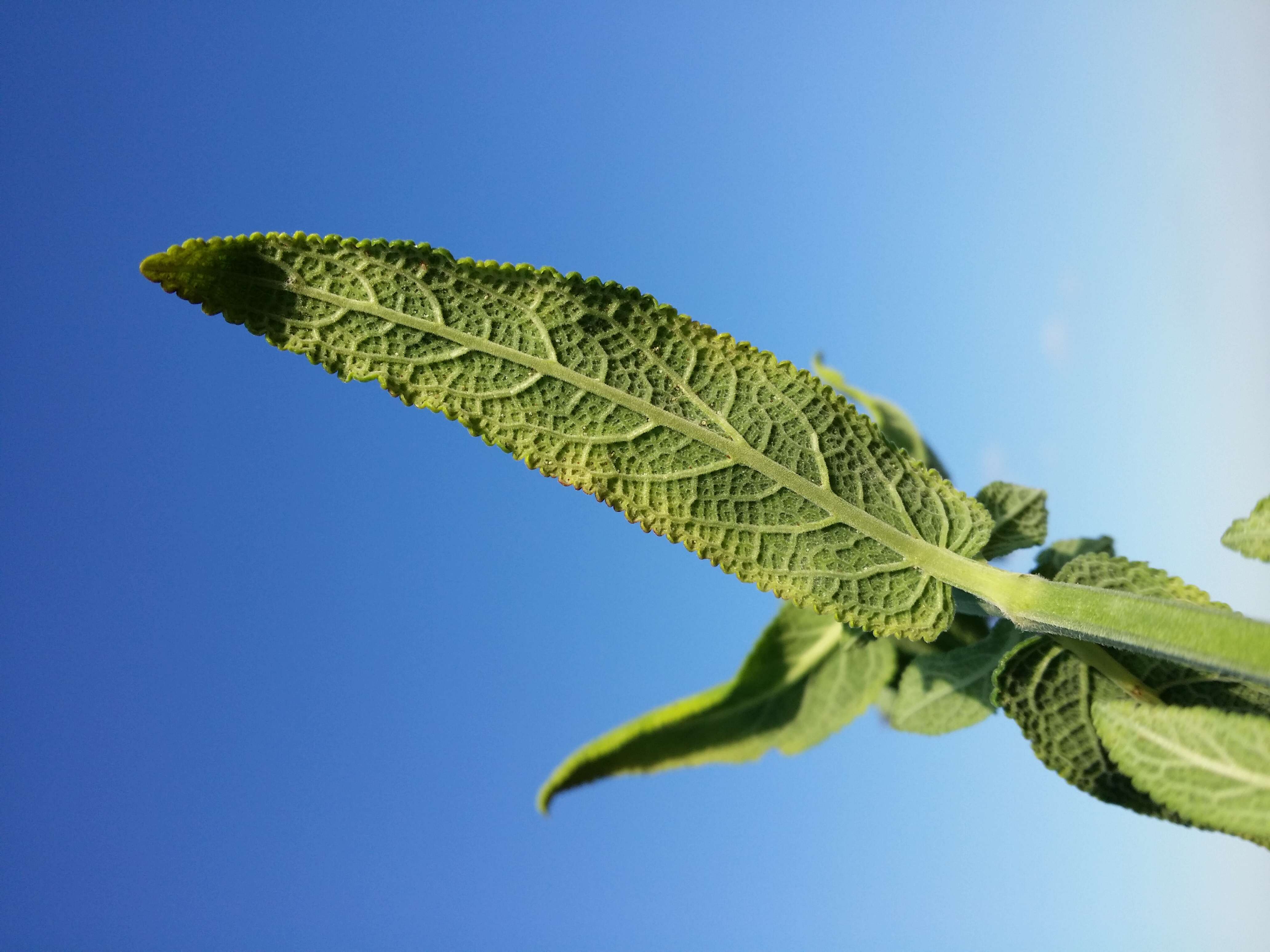 Imagem de Salvia nemorosa L.