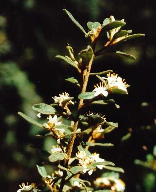 Image of Asterolasia beckersii Orme & Duretto