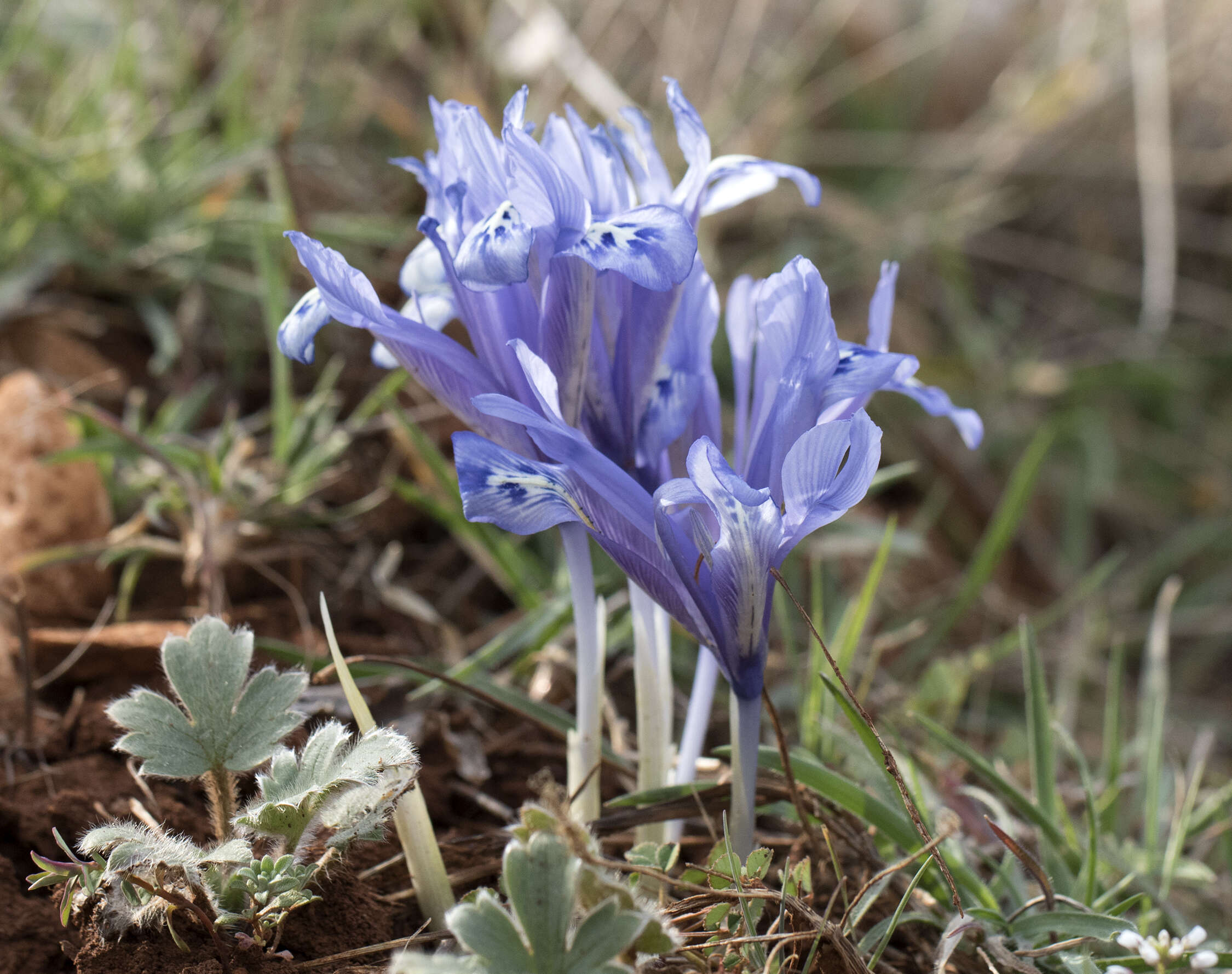 Image of Iris reticulata M. Bieb.