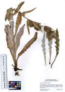 Image of white thistle