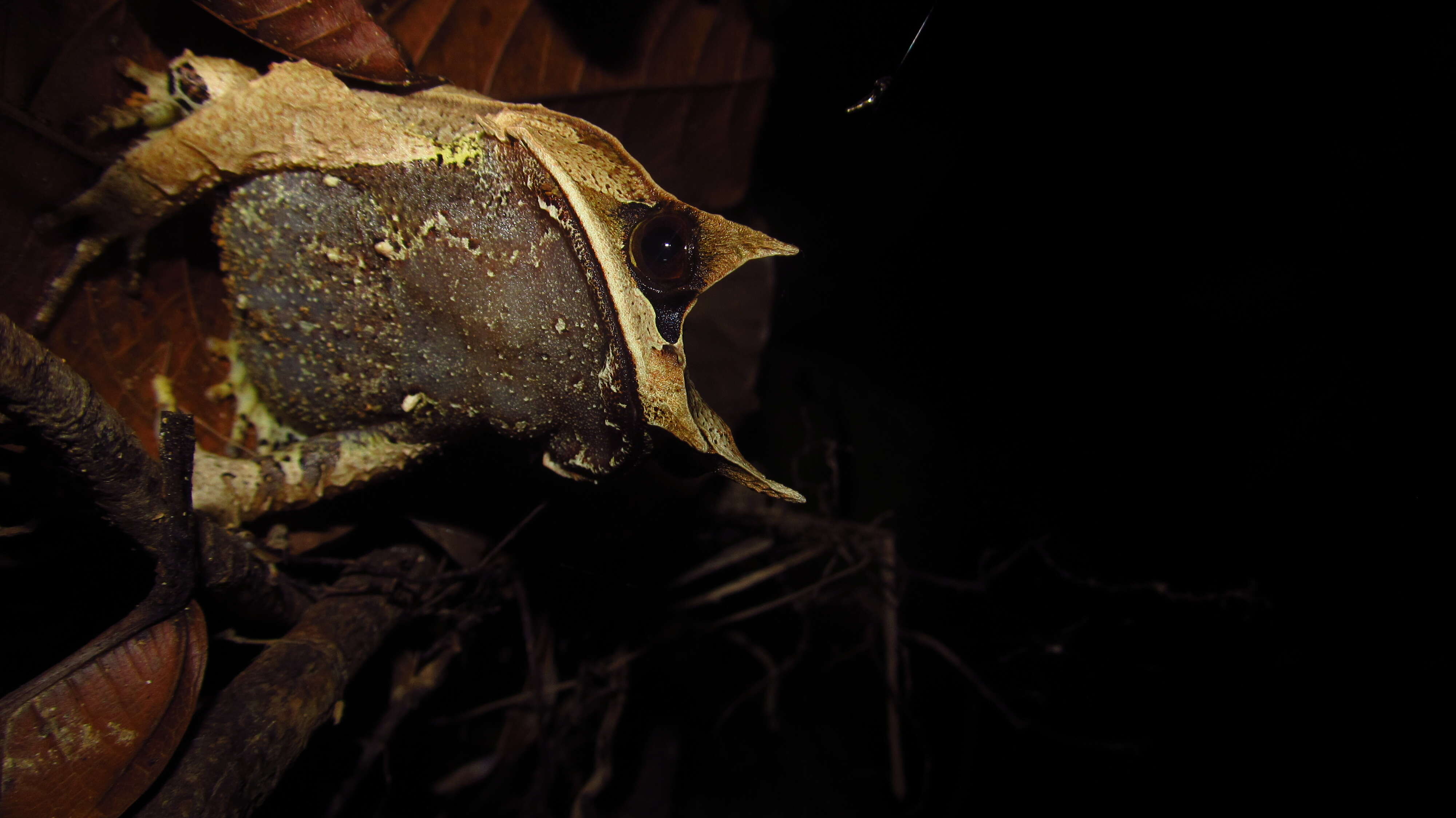 Image of Borneon Horned Frog