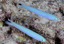 Image of Blacktail goby