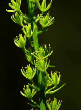 Image of Tofield's asphodel