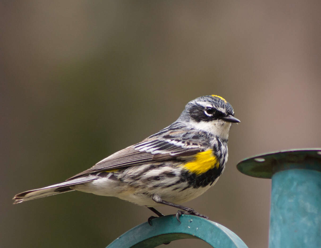 Image of Myrtle Warbler