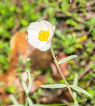 Image of White Rock-rose