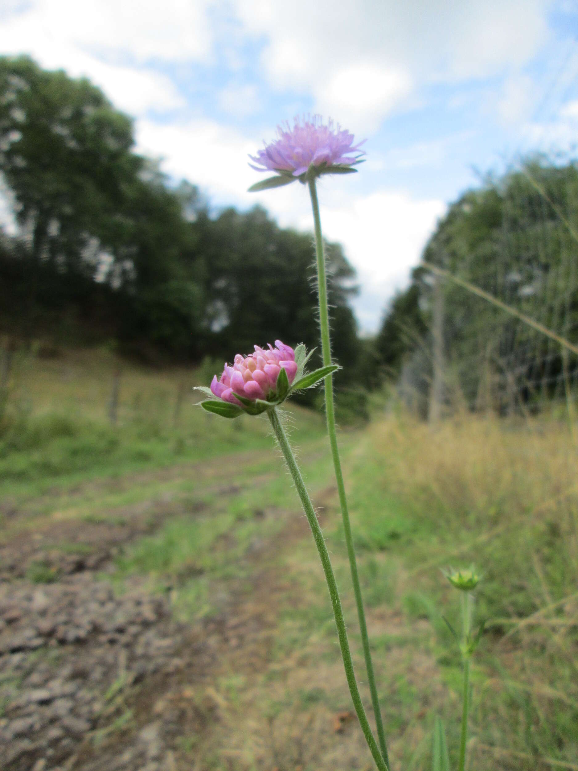 Слика од Knautia arvensis (L.) Coulter