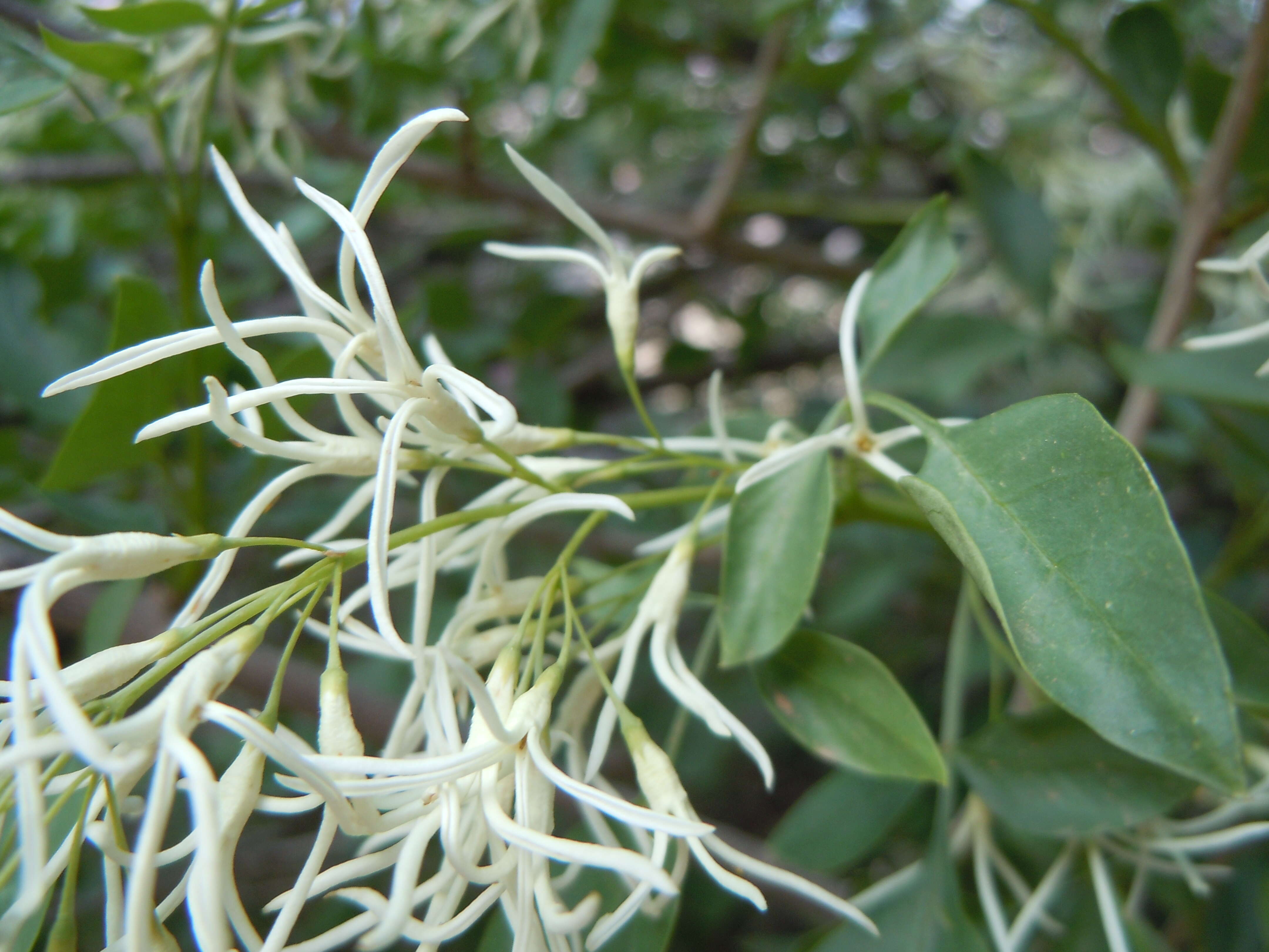 Image of fragrant ash