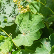 Image of Lady's Mantle