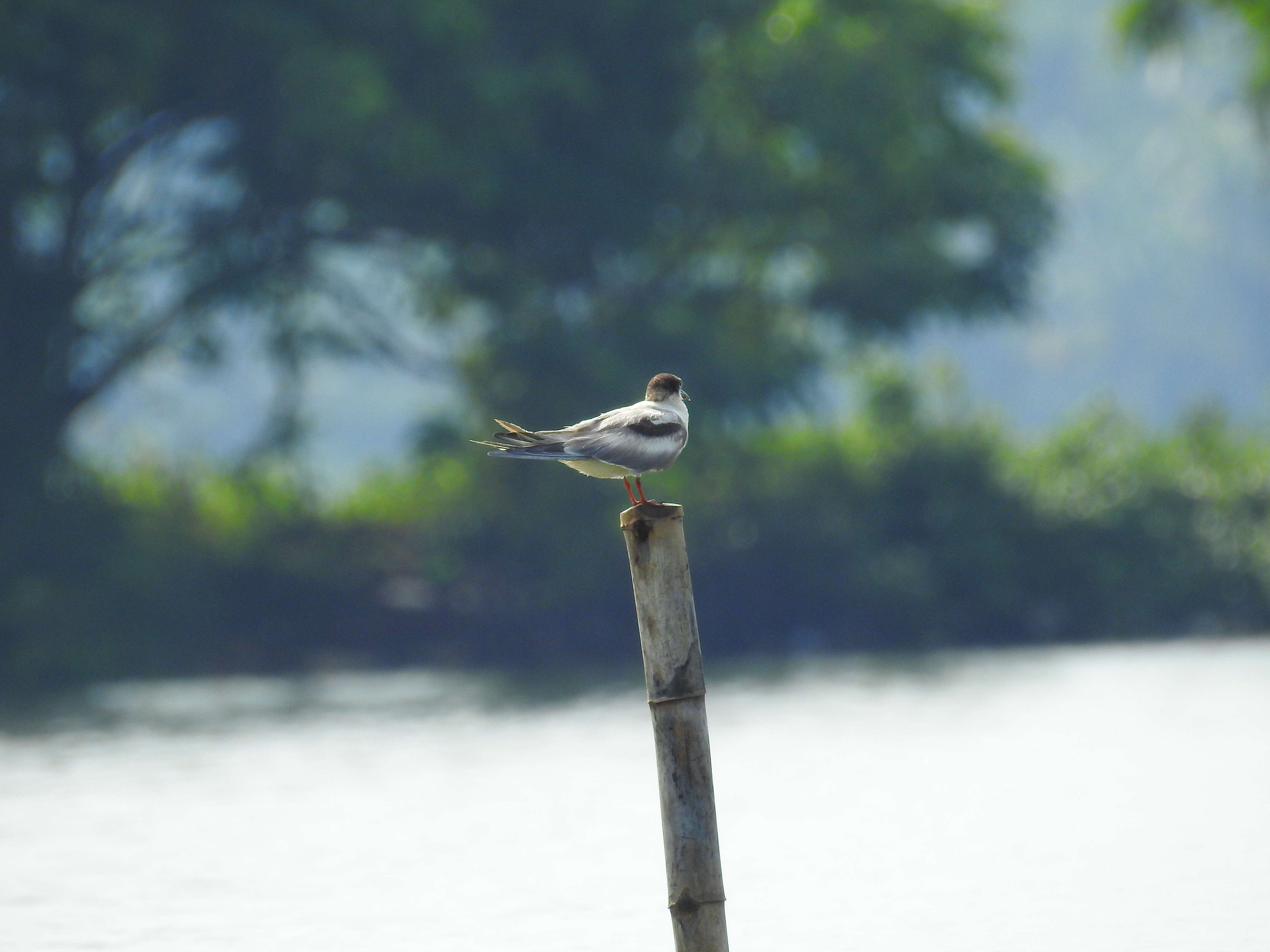 Image of Whiskered Tern