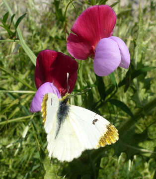 Image de Aurore de Provence