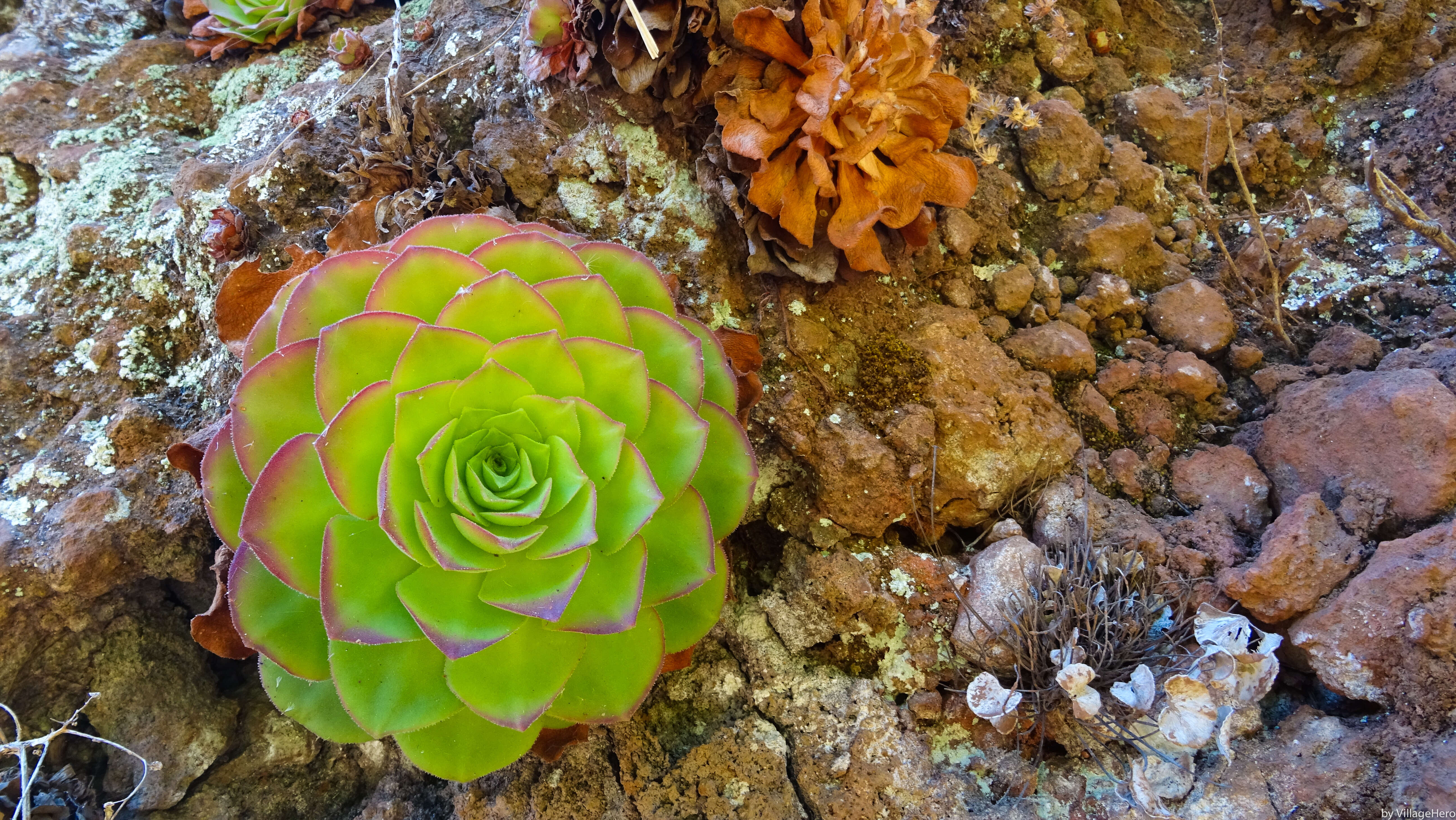 Image of Aeonium glandulosum (Ait.) Webb & Berth.