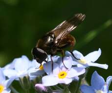 صورة Cheilosia fraterna (Meigen 1830)