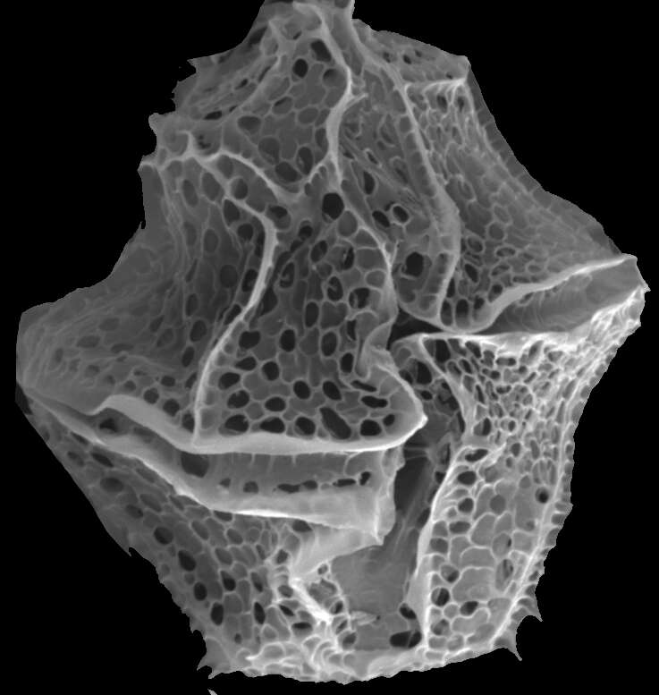 Слика од Lingulodinium D. Wall 1967