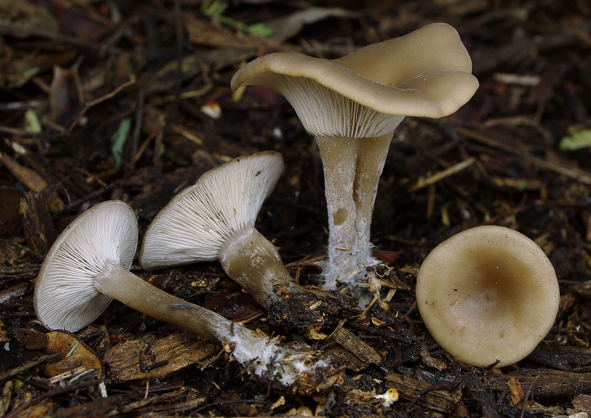 Image of Singerocybe