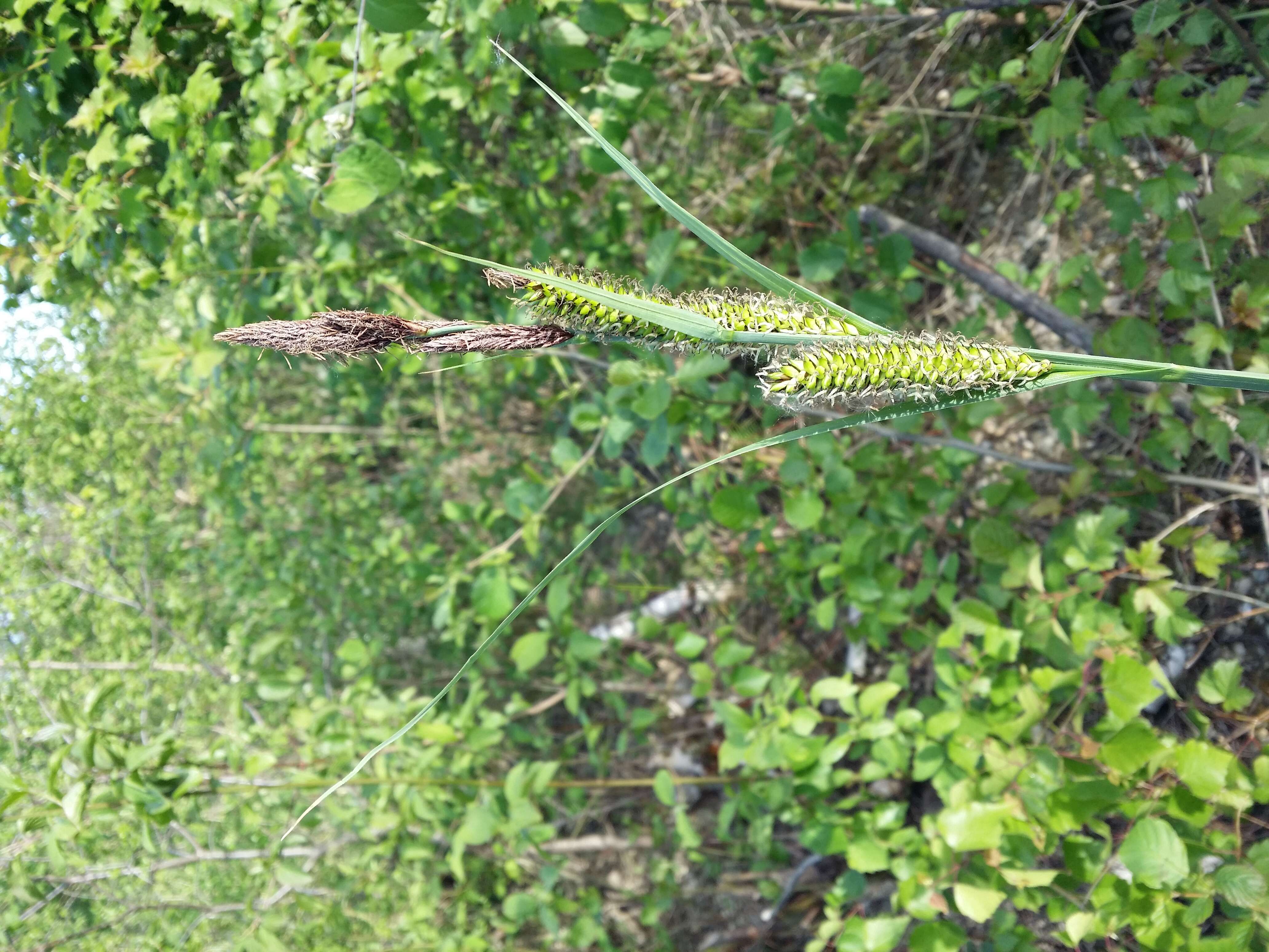 Image of Greater Pond-Sedge