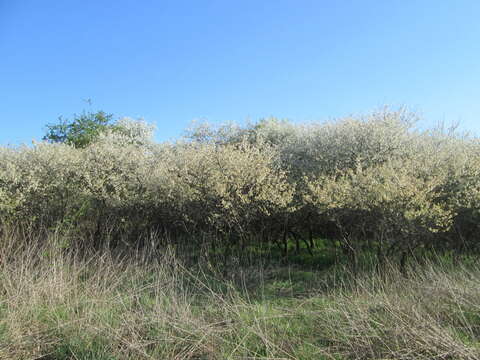 Plancia ëd Prunus cerasus L.