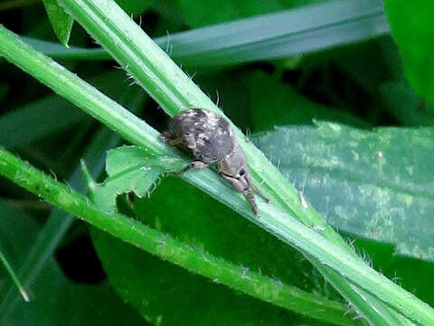 Sivun Pseudocneorhinus bifasciatus Roelofs 1879 kuva