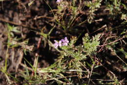 Image of Common Stork's-bill