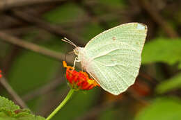 Image of Catopsilia pyranthe (Linnaeus 1758)