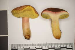 Image of Hortiboletus bubalinus (Oolbekk. & Duin) L. Albert & Dima 2015