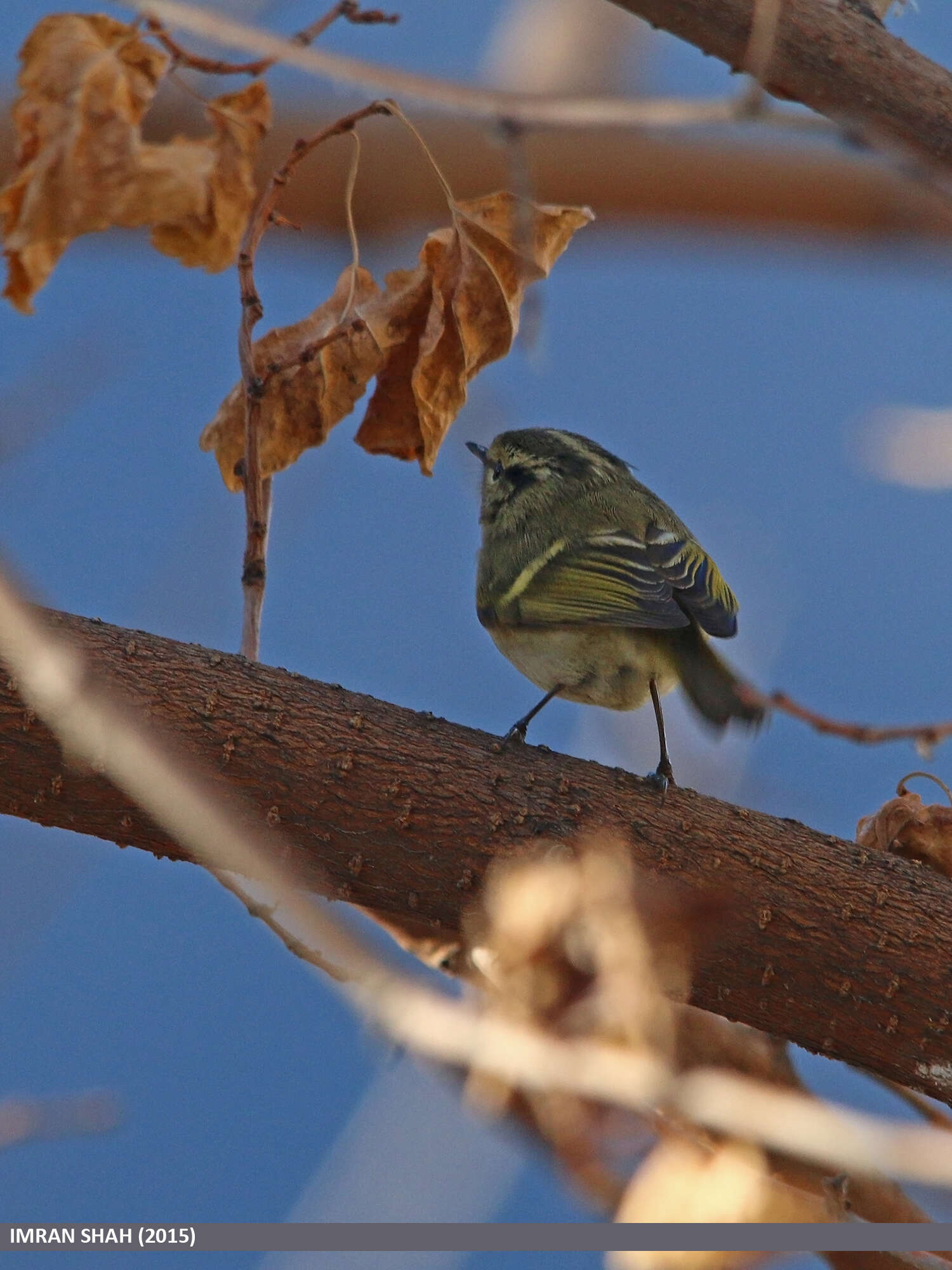 Phylloscopus chloronotus (Gray, JE, Gray & GR 1847) resmi