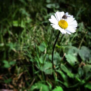 Image of Daisy