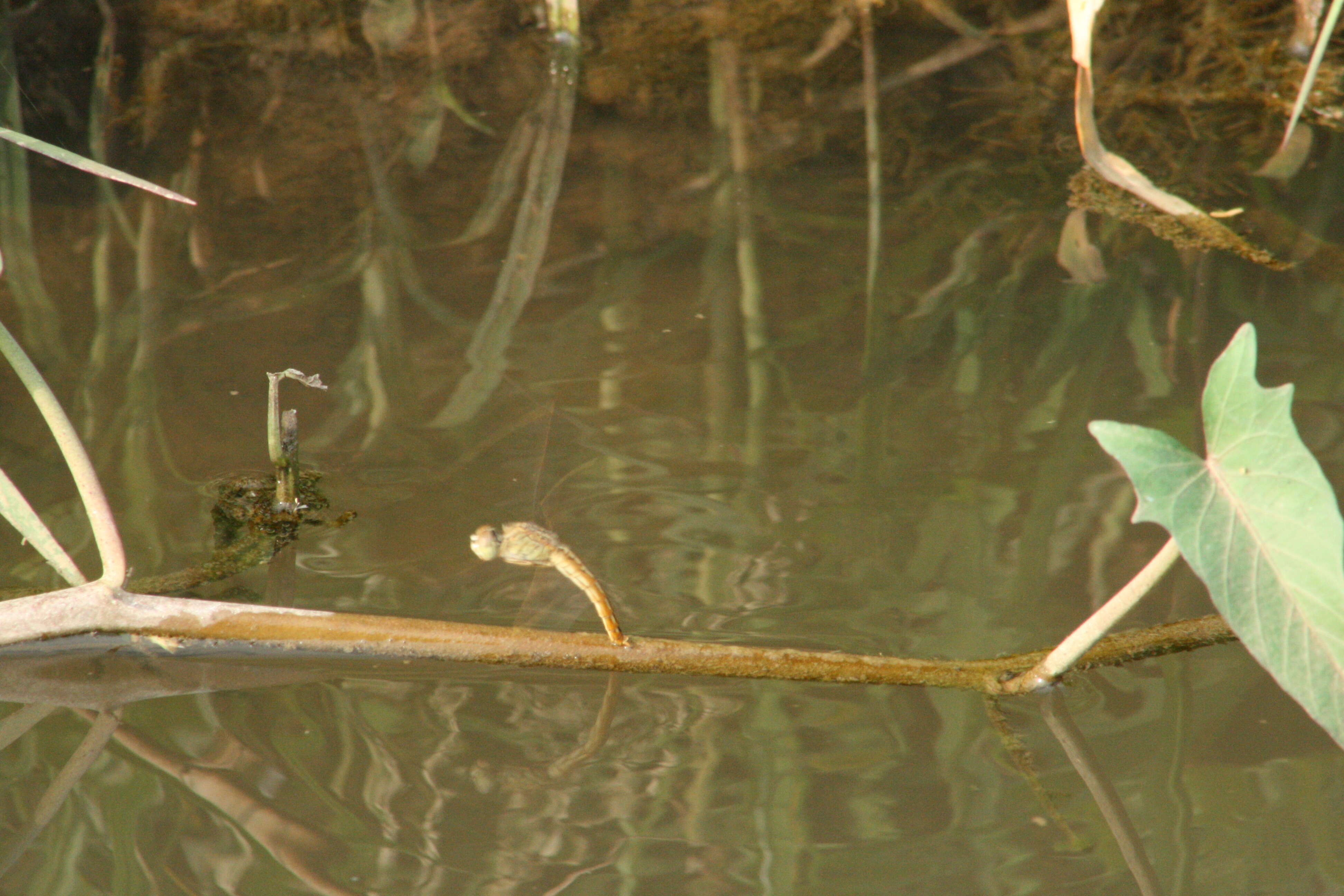 صورة Brachythemis contaminata (Fabricius 1793)