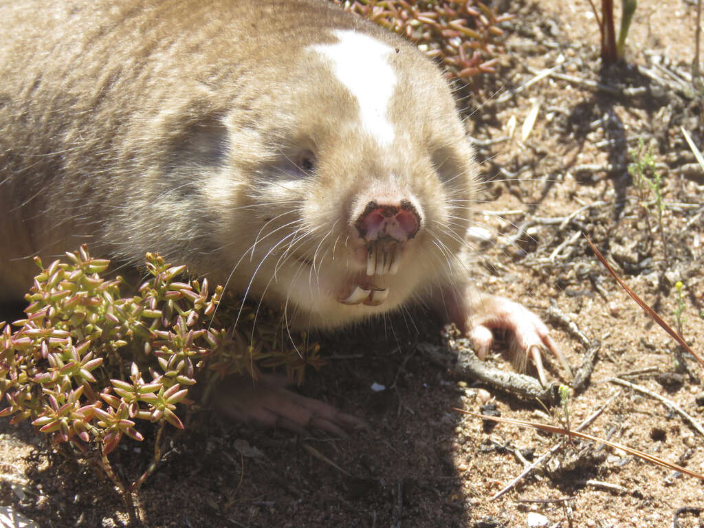 Image of Dune Mole Rats