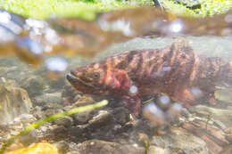 Image of Oncorhynchus clarkii bouvieri