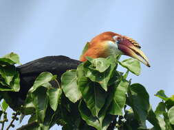 Image of Narcondam Hornbill