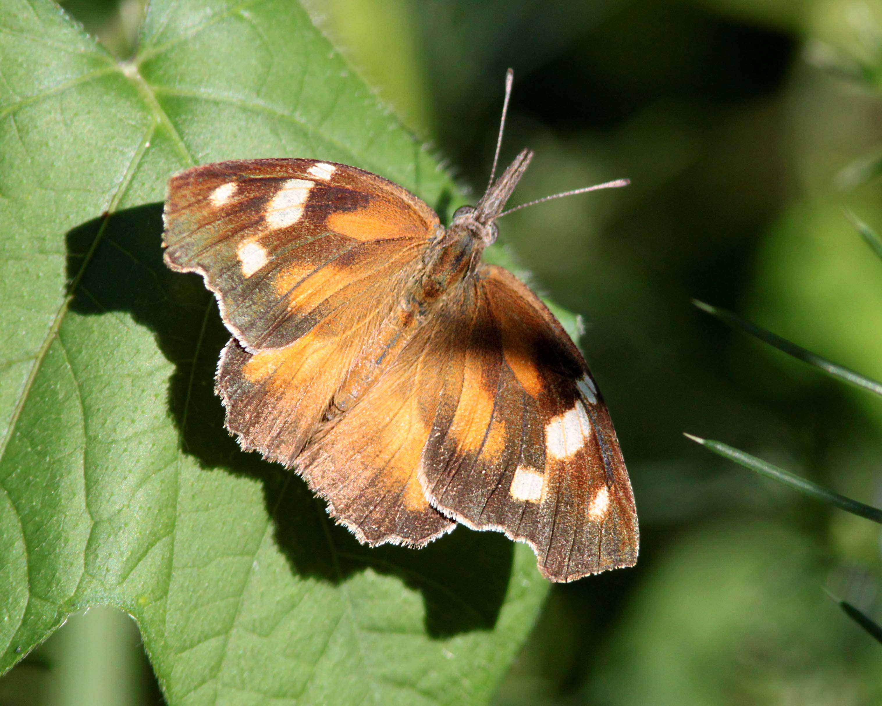 Image of American Snout