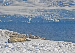 Image of Weddell seal