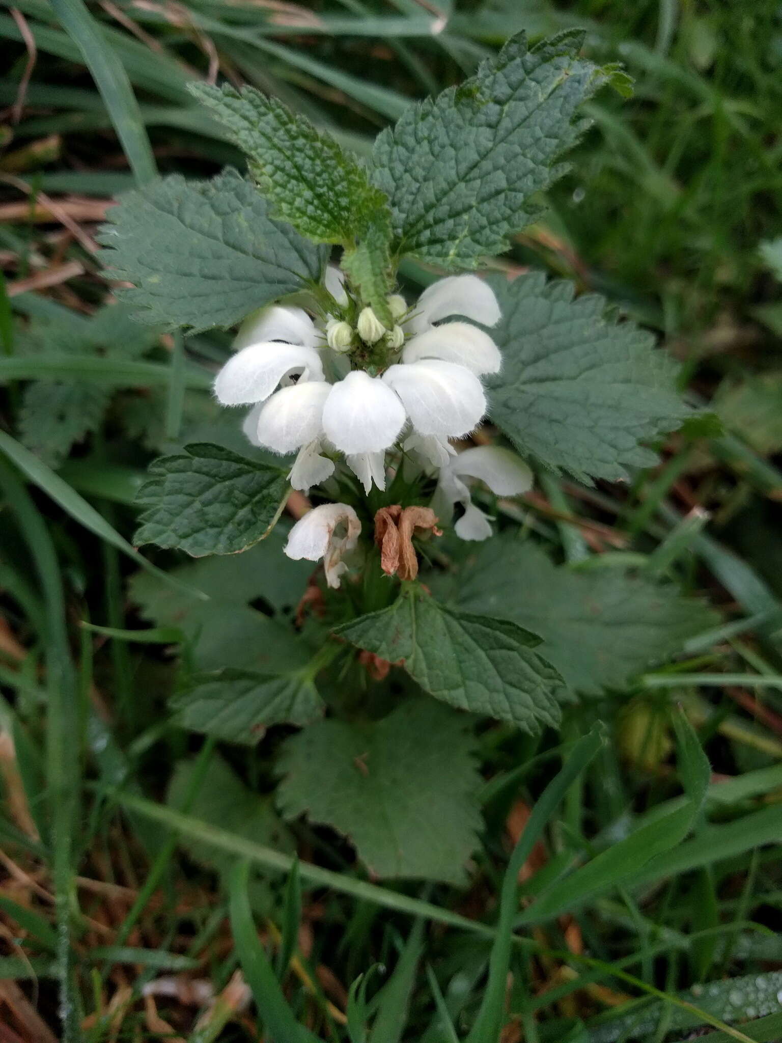 Image of white deadnettle