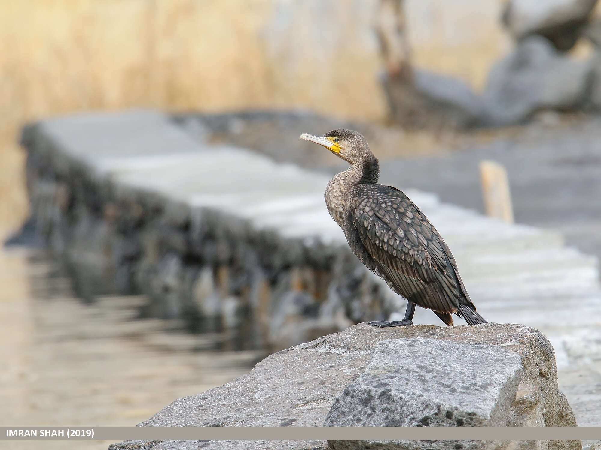 Image of Black Shag