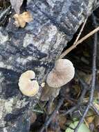 Image of Crepidotus mollis (Schaeff.) Staude 1857