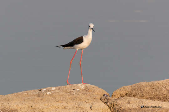 Image of Black-winged Stilt