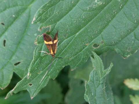 Imagem de Nemophora degeerella Linnaeus 1758