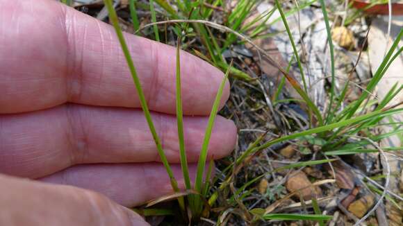 Image of Xyris bracteata R. Br.