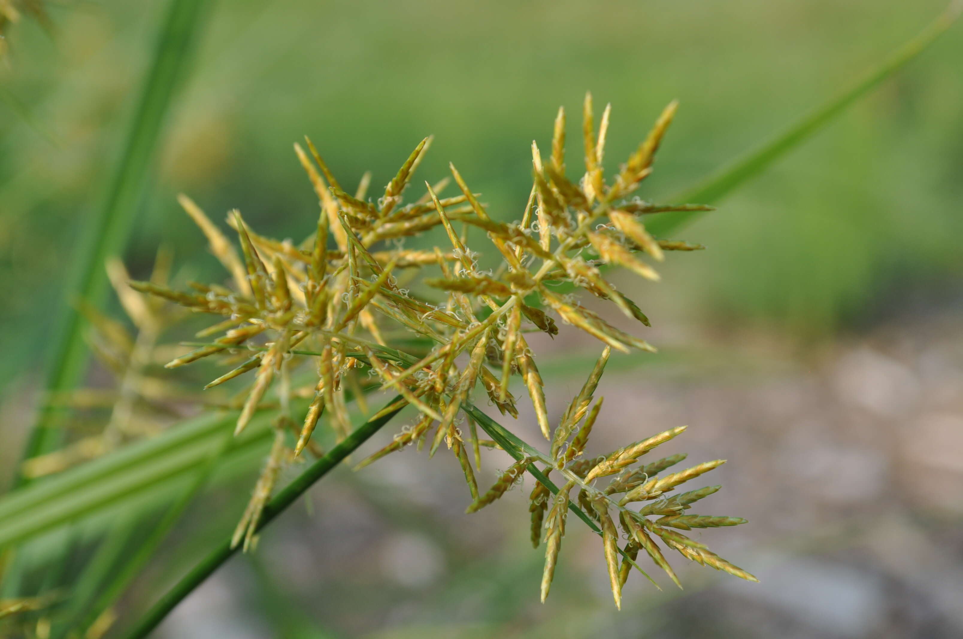 Image de Amande de Terre