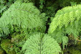 Image of Asplenium daucifolium Lam.