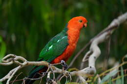 Image of Australian King Parrot