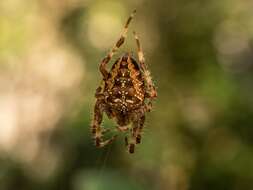 Image of Garden spider