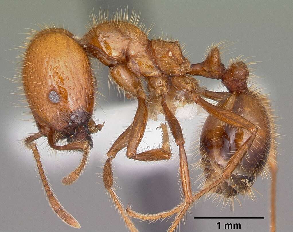 Solenopsis geminata (Fabricius 1804) resmi