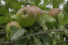 Image of apple