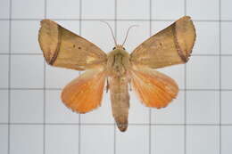 Image of Carea varipes Walker 1856