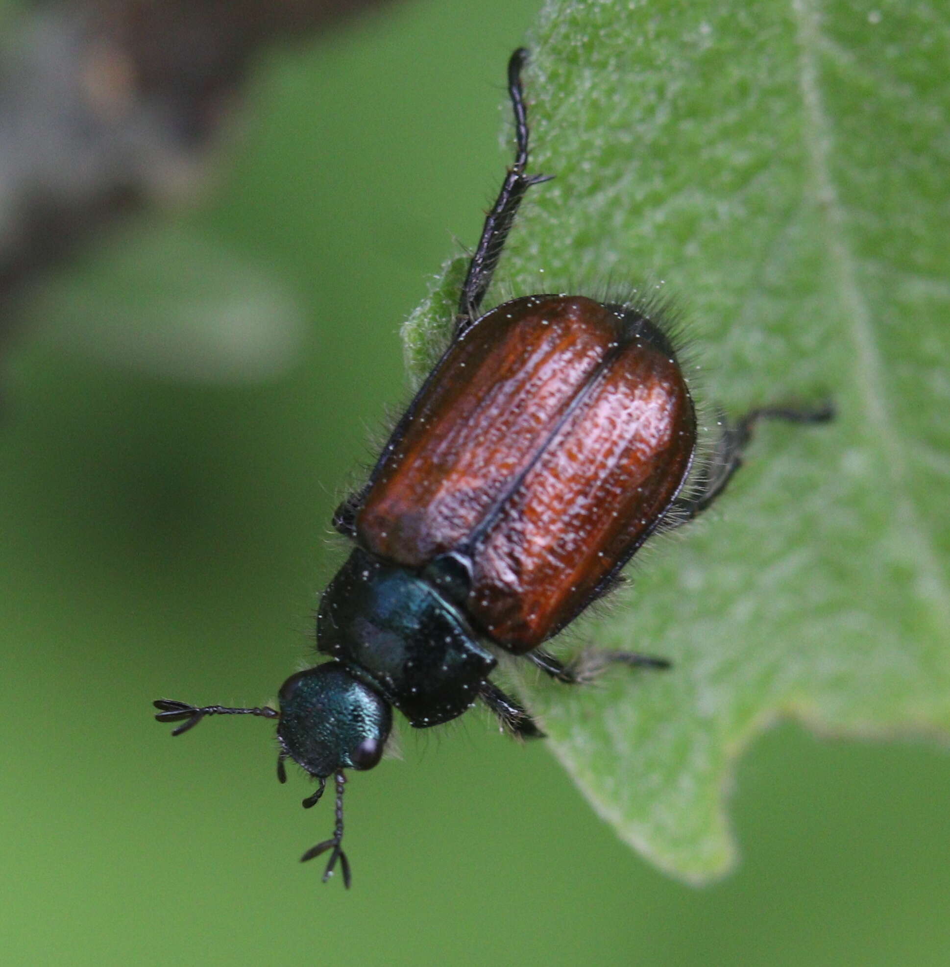 Image of Phyllopertha