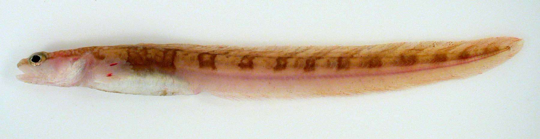 Image of Gymnelus