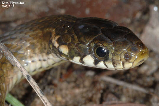 Image of Japanese Keelback